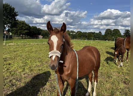 Deutsches Reitpony, Hengst, Fohlen (04/2024), Fuchs