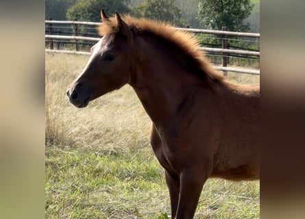 German Riding Pony, Stallion, Foal (04/2026), Chestnut-Red