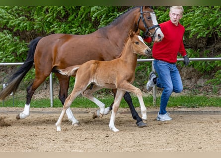 German Riding Pony, Stallion, , Chestnut-Red