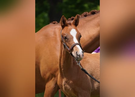 German Riding Pony, Stallion, Foal (03/2025), Chestnut-Red