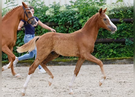 German Riding Pony, Stallion, Foal (04/2024), Chestnut-Red