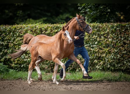 German Riding Pony, Stallion, Foal (01/2023), Chestnut-Red