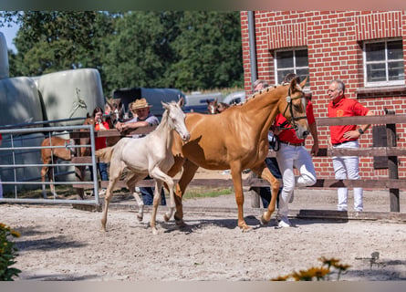 German Riding Pony, Stallion, Foal (03/2026), Cremello