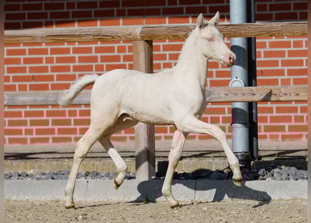 German Riding Pony, Stallion, , Cremello