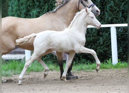 German Riding Pony, Stallion, Foal (04/2024), Cremello