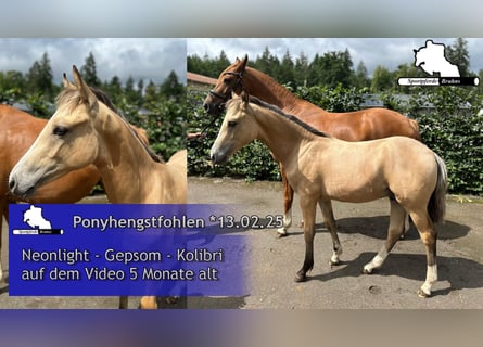 German Riding Pony, Stallion, Foal (02/2025), Cremello