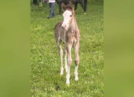 German Riding Pony, Stallion, 