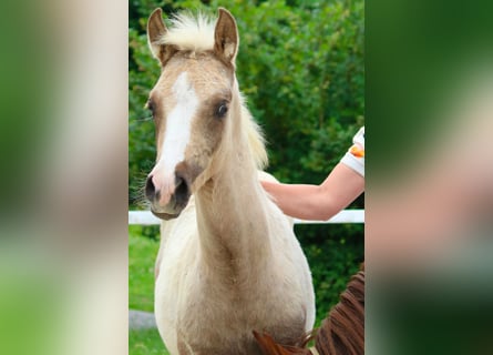 German Riding Pony, Stallion, Foal (03/2026)