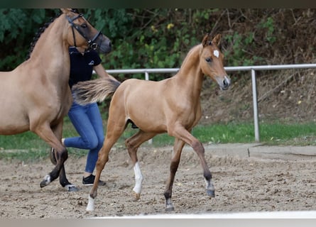 German Riding Pony, Stallion, Foal (05/2026), Dun