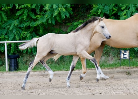 German Riding Pony, Stallion, Foal (03/2026), Dun