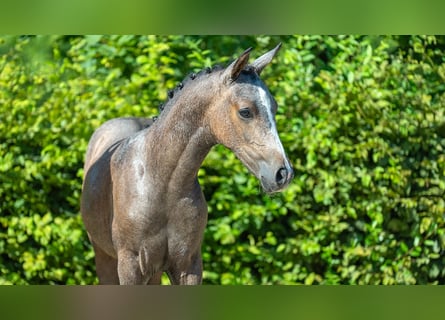 German Riding Pony, Stallion, Foal (01/2024), Gray