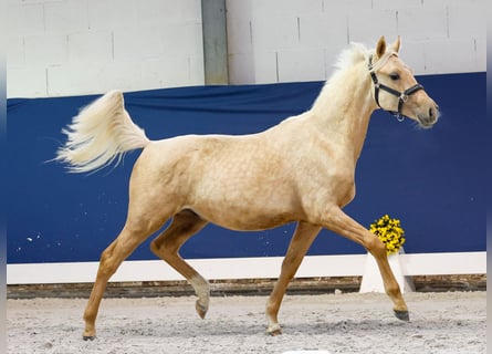 German Riding Pony, Stallion, Foal (05/2025), Palomino