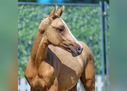 German Riding Pony, Stallion, Foal (03/2026), Palomino
