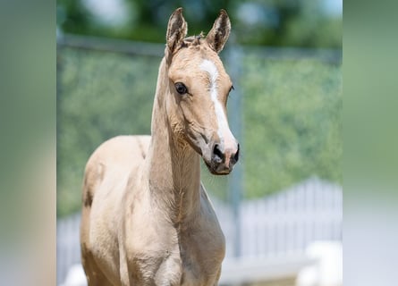 German Riding Pony, Stallion, Foal (04/2026), Palomino