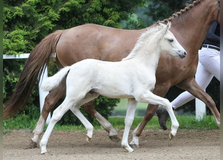 German Riding Pony, Stallion, Foal (04/2024), Palomino