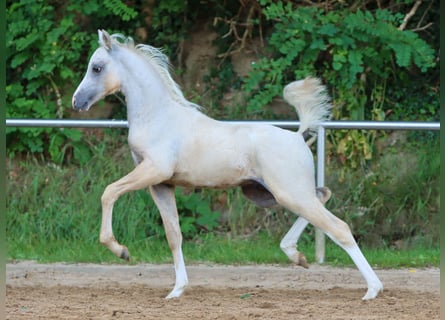 German Riding Pony, Stallion, Foal (05/2024), Palomino