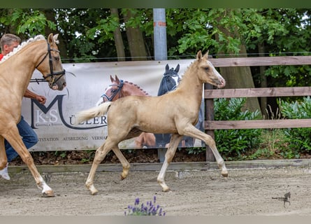 German Riding Pony, Stallion, , Palomino