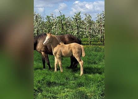 German Riding Pony, Stallion, Foal (03/2024), Perlino