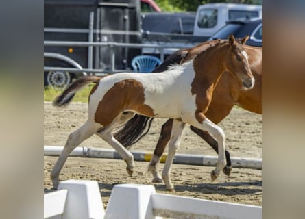 German Riding Pony, Stallion, Foal (04/2026), Pinto