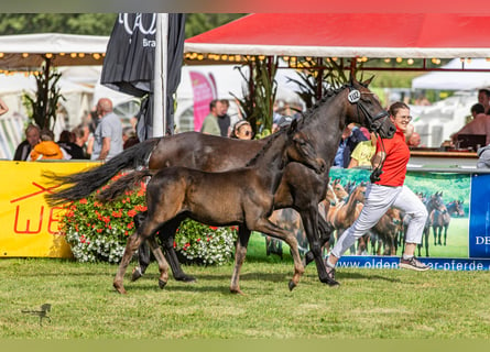 German Riding Pony, Stallion, Foal (05/2024), Smoky-Black