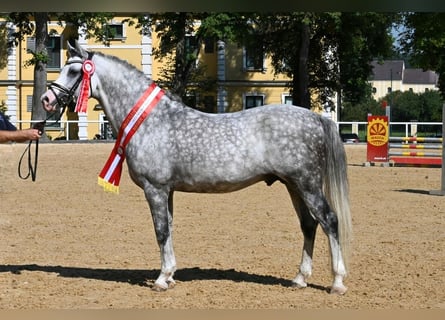 German Riding Pony, Stallion, 8 years, 14,2 hh, Grey