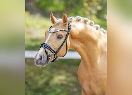 German Riding Pony, Stallion, 3 years, 14.1 hh, Palomino