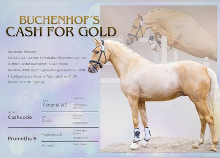 German Riding Pony, Stallion, 3 years, 14.1 hh, Palomino