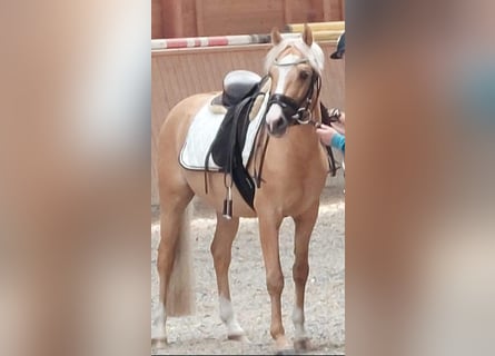 German Riding Pony, Stallion, 7 years, 14 hh, Palomino