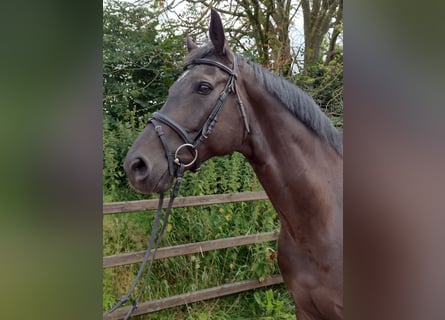 Deutsches Sportpferd, Wallach, 10 Jahre, 16,1 hh, Dunkelbrauner