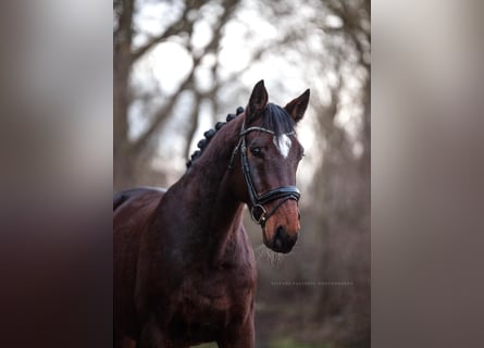 German Sport Horse, Gelding, 10 years, 16,1 hh, Brown