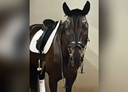 German Sport Horse, Gelding, 10 years, 16.1 hh, Smoky-Black
