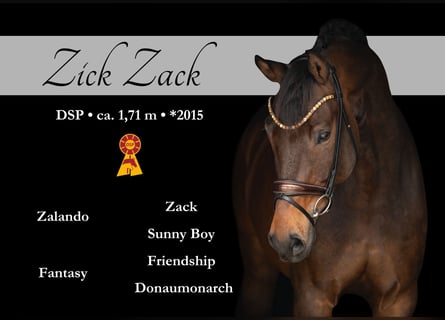 German Sport Horse, Gelding, 10 years, 16.3 hh, Bay-Dark