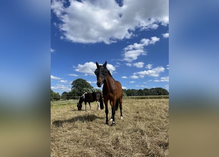 German Sport Horse, Gelding, 10 years, 16.3 hh, Brown