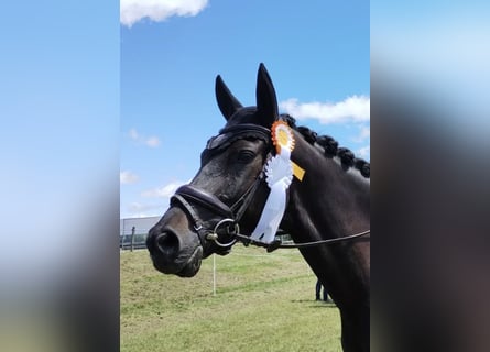 German Sport Horse, Gelding, 10 years, 16 hh, Black