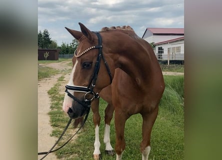 German Sport Horse, Gelding, 10 years, 16 hh, Chestnut-Red