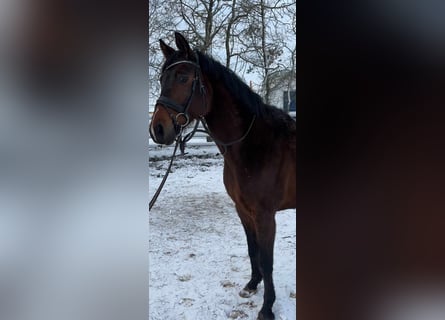 German Sport Horse, Gelding, 10 years, 16,1 hh, Bay-Dark
