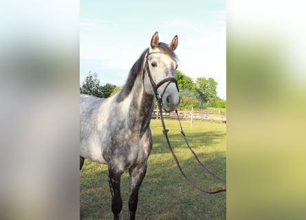 German Sport Horse, Gelding, 10 years, 16,2 hh, Grey-Dapple