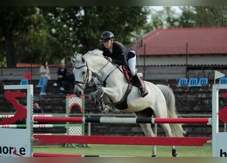 German Sport Horse, Gelding, 10 years, 16,2 hh, Grey German Sport Horse, Gelding, 10 years, 16,2 hh, Grey