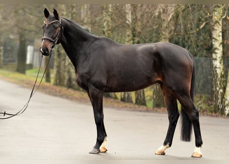 German Sport Horse, Gelding, 10 years, 17 hh, Bay