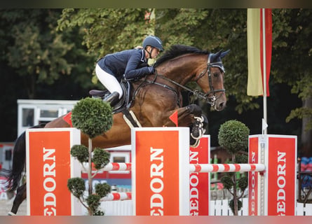 German Sport Horse, Gelding, 10 years, 18 hh, Brown