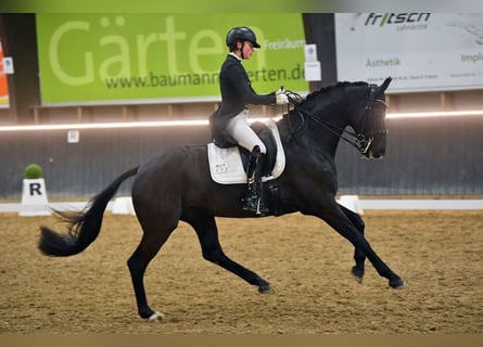 Deutsches Sportpferd, Wallach, 11 Jahre, 16,1 hh, Rappe