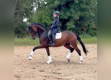 Deutsches Sportpferd, Wallach, 11 Jahre, 16,1 hh, Brauner