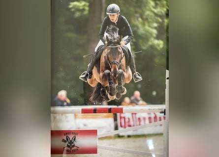 German Sport Horse, Gelding, 11 years, 16,1 hh, Brown