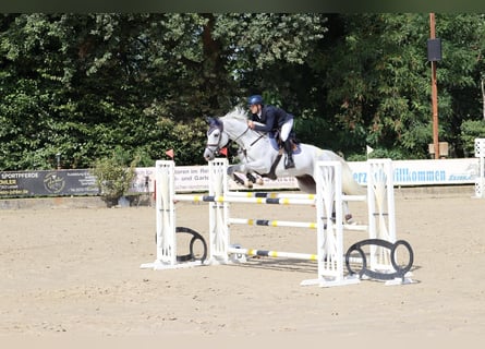 German Sport Horse, Gelding, 11 years, 16.2 hh, Grey-Dapple