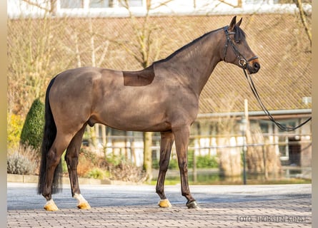 German Sport Horse, Gelding, 11 years, 16,2 hh, Brown