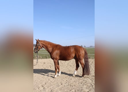 German Sport Horse, Gelding, 11 years, 16,3 hh, Chestnut-Red