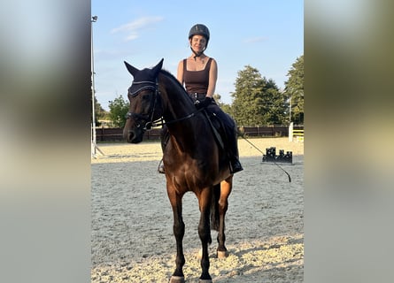 German Sport Horse, Gelding, 12 years, 16.1 hh, Bay-Dark