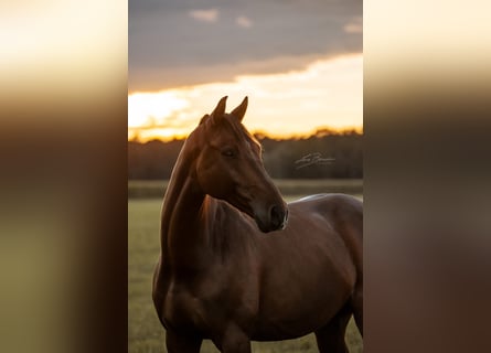 German Sport Horse, Gelding, 12 years, 16,2 hh, Brown