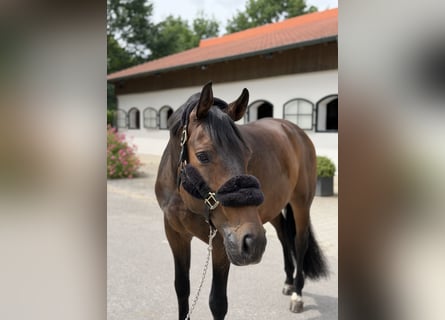 German Sport Horse, Gelding, 12 years, 16.3 hh, Bay-Dark