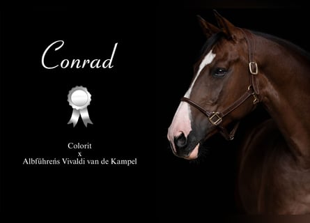 German Sport Horse, Gelding, 12 years, 16.3 hh, Chestnut